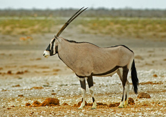 Beautiful full framed Gemsbok Oryx standing relaxed on the vast african plains in Namibia
