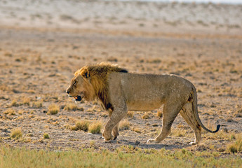 Male Lion walking across the dry plains in Etosha, Namibia