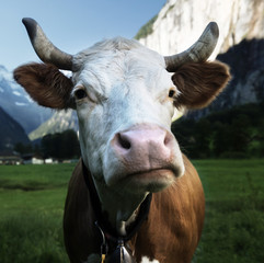 Cow on Alps. Jungfrau region, Switzerland