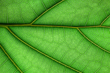 Leaf structure closeup pattern background.