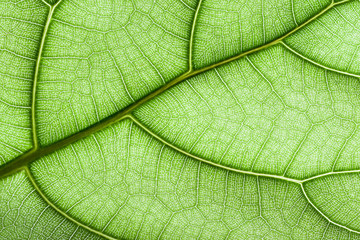 Green leaf veins closeup macro pattern background.