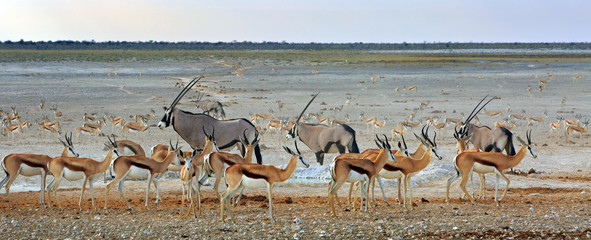 Vibrant waterhole with many springbok and gemsbok oryx standing near a waterhole in Etosha National Park