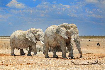 Elephants on the dry open plains with a bright blue cloudy sky in Etosha