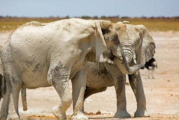 Elephants at play in Etosha 