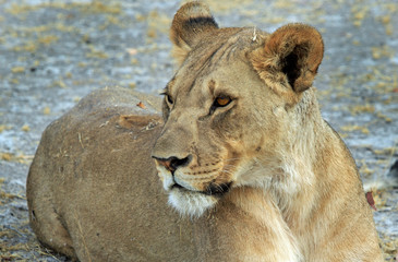 side profile view of a wild lioness face 