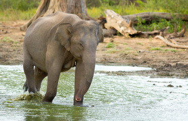 Asian Elephant next to a small waterhole in Udawallawe, Sri Lanka