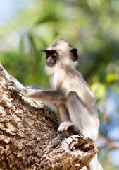 Langur Monkey Resting on a tree with a natural bush background