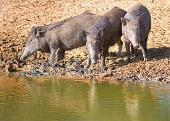 wild boar at  waterhole in sri lanka