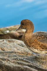 Eurasian wigeon (Anas penelope)