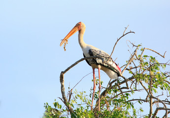 Yellow Billed Stork with leaves in it''s mouth while perched in a tree