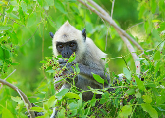 Cute Langur Monkey feeding while sitting in a green vibrant tree in Sri Lanka