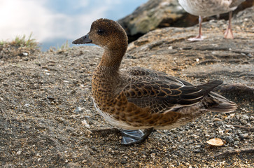 Eurasian wigeon (Anas penelope)