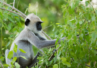Obraz premium Langur Monkey picking foord from a vibrant green tree in Sri Lanka