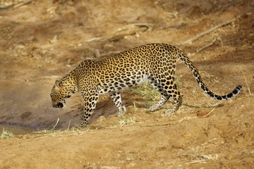 Full Framed Asian Leopard walking towards a small pool of water to take a drink in Yala, Sri Lanka