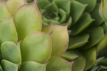 Green leaves texture background macro, Green plant in the garden close up relaxation concept 