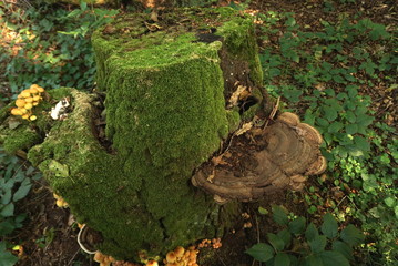 stump with moss and mushrooms