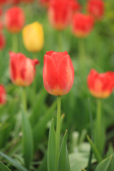 Focus on a Pretty Orange and yellow tinged Tulip amongst a bed of other tulips