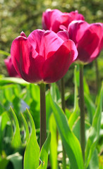 Vibrant burgundy coloured tulip in full bloom with another in the background