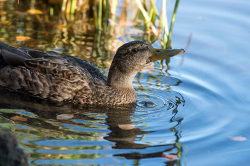 Obraz premium Wild female mallard duck
