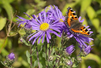 Obraz premium Admiral butterfly resting on a purple michaelmas daisy