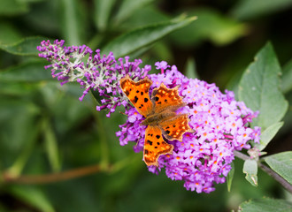 Red and black butterfly resting and feeding on a vibrant Buddleia flower
