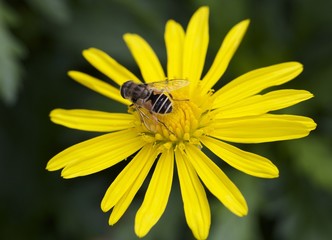 Honey bee feeding on the stamen of a vibrant yellow daisy flower