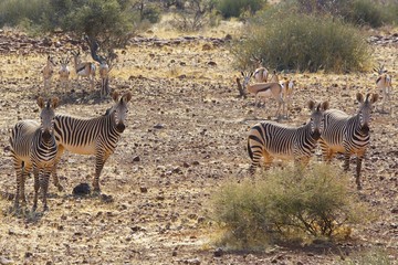 Fototapeta na wymiar Desert adapted Chapmans Zebras standing in he bush veld in Damaraland, Namibia