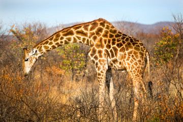 Giraffe bending over to feed from a low bush in Etosha