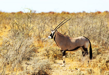 Beautiful Large Gemsbok Oryx standing on the dried yellow savannah in Etosha