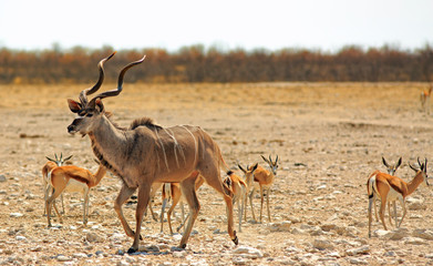 Kudu male on the african plains surrounded by springbok