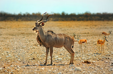 Large Bull Kudu standing on the open african savannah in Etosha