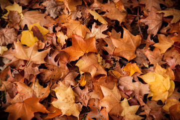 Fallen leaves on the ground in Autumn colors
