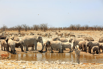 Naklejka na ściany i meble landscape of a large herd of african elephants drinking at a waterhole in Etosha