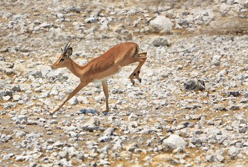 Springbok with hind legs in mid air while jumping 