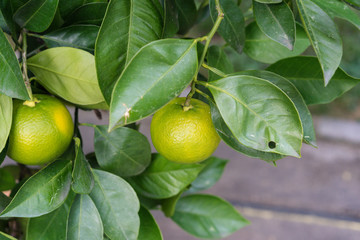 citrus sinensis plant tree leaves with ripe orange fruit hanging