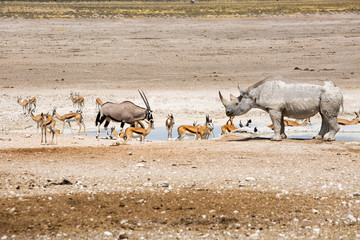 Landscape of a busy waterhole in Etosha with Black Rhino, Oryx and sprinbok