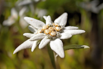 Alpine edelweiss ,  European mountain plant - white flower.