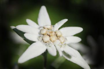 Fototapeta na wymiar Alpine edelweiss , European mountain plant - white flower.