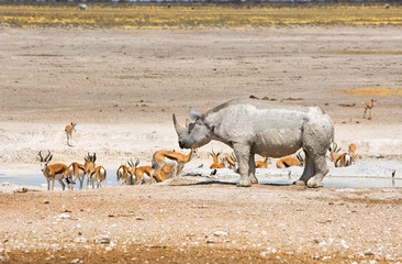 Black Rhino and springbok at a waterhole in Etosha © paula