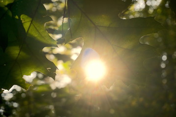 sunlight in oak tree leaves in autumn