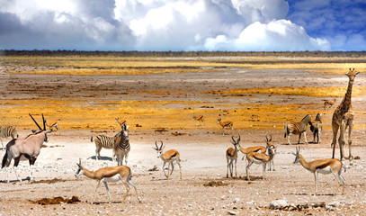 Amazing African game drive  with lots of animals including giraffe, zebra, oryx, sprinbok in Etosha