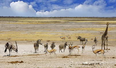 Fototapeta na wymiar Herd of zebra and sprinbok standing on the vast open dry plains with lovely cloudy sky in Etosha