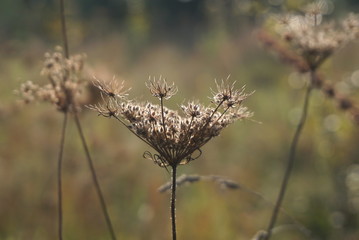 Autumn Dry Plant