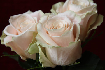 Cream Pink Roses. White