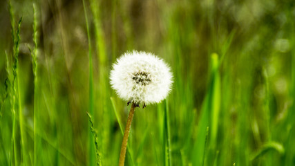 Одуванчик в траве.