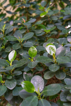 leaves from ficus microcarpa panda moraceae, chinese fig tree
