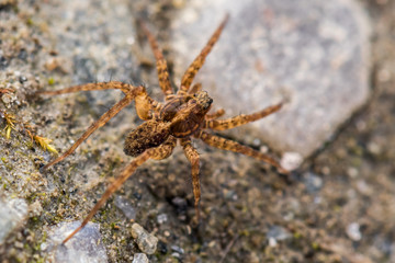 Light brown spider
