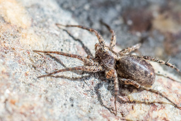 Spider closeup sitting on the ston in notrth Norway