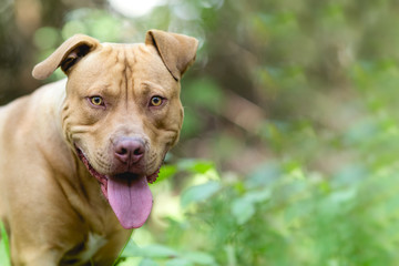 Background of terrier dog in the wood