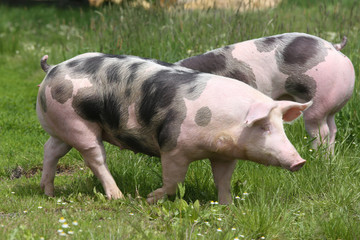 Young spotted domestic pietrain pig with black spots